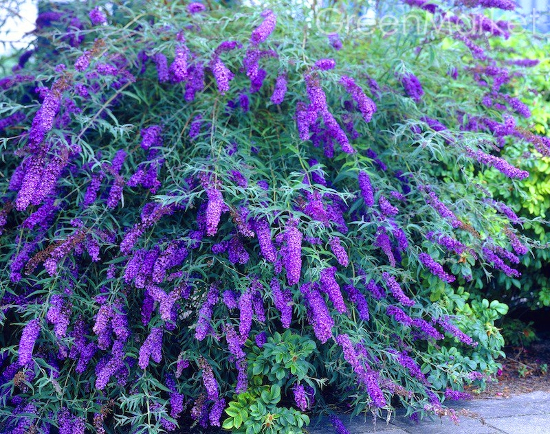 Будлея Давида Black Knight Buddleja davidii ‘Black Knight’ Будлея Давида Black Knight Buddleja davidii 'Black Knight' - Зображення 3