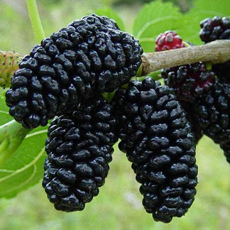 Шовковиця