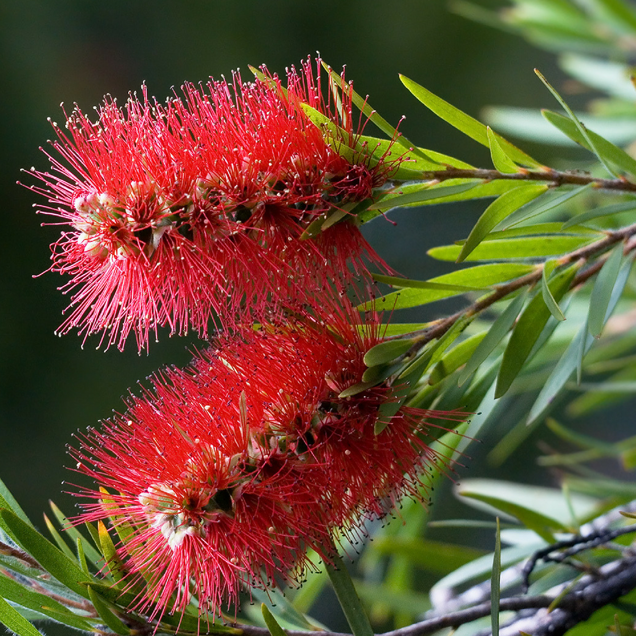 Калістемон лимонний Callistemon Splendens Калістемон лимонний Callistemon Splendens