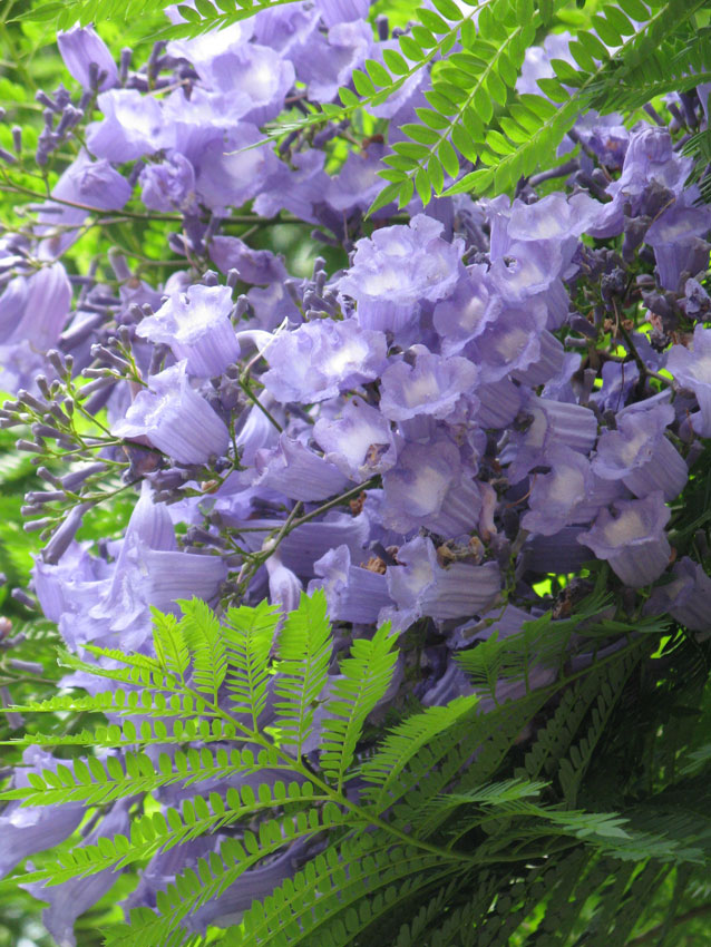 Жакаранда мімозолиста Jacaranda mimosifolia Жакаранда мімозолиста Jacaranda mimosifolia