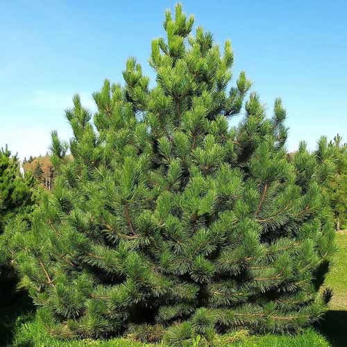 Сосна звичайна Pinus sylvestris Сосна звичайна Pinus sylvestris