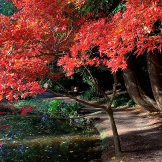 Клен японський пальмолистий  Acer palmatum