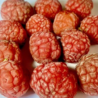 Кудранія (полуничне дерево) Maclura tricuspidata Кудранія (полуничне дерево) Maclura tricuspidata