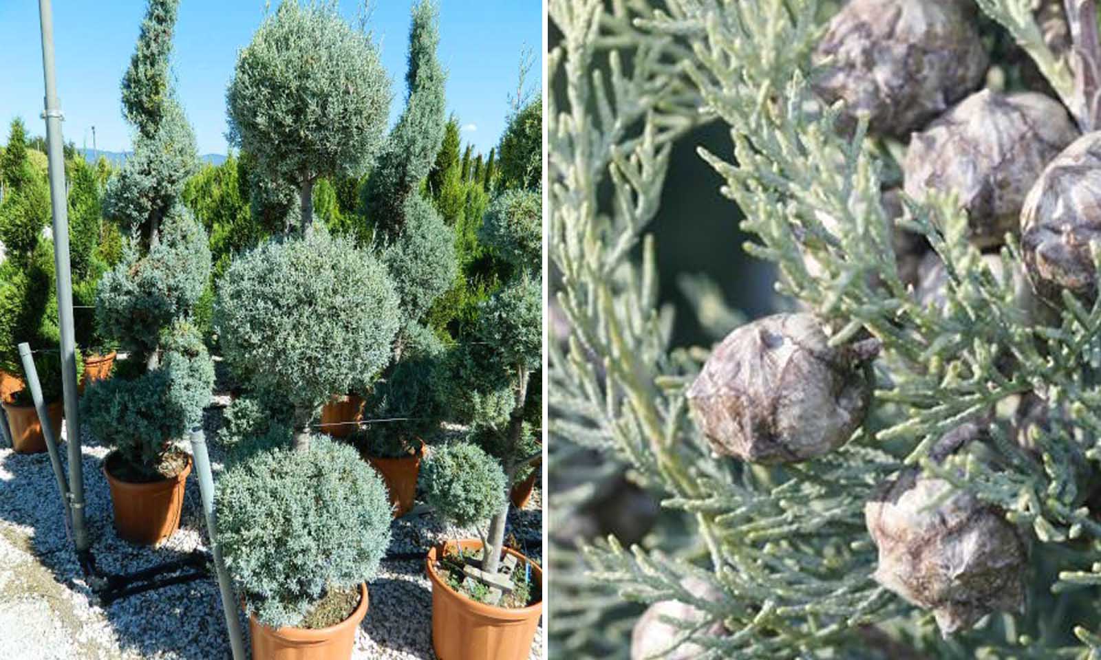 Кипарис арізонський Cupressus arizonica Кипарис арізонський Cupressus arizonica - Зображення 4