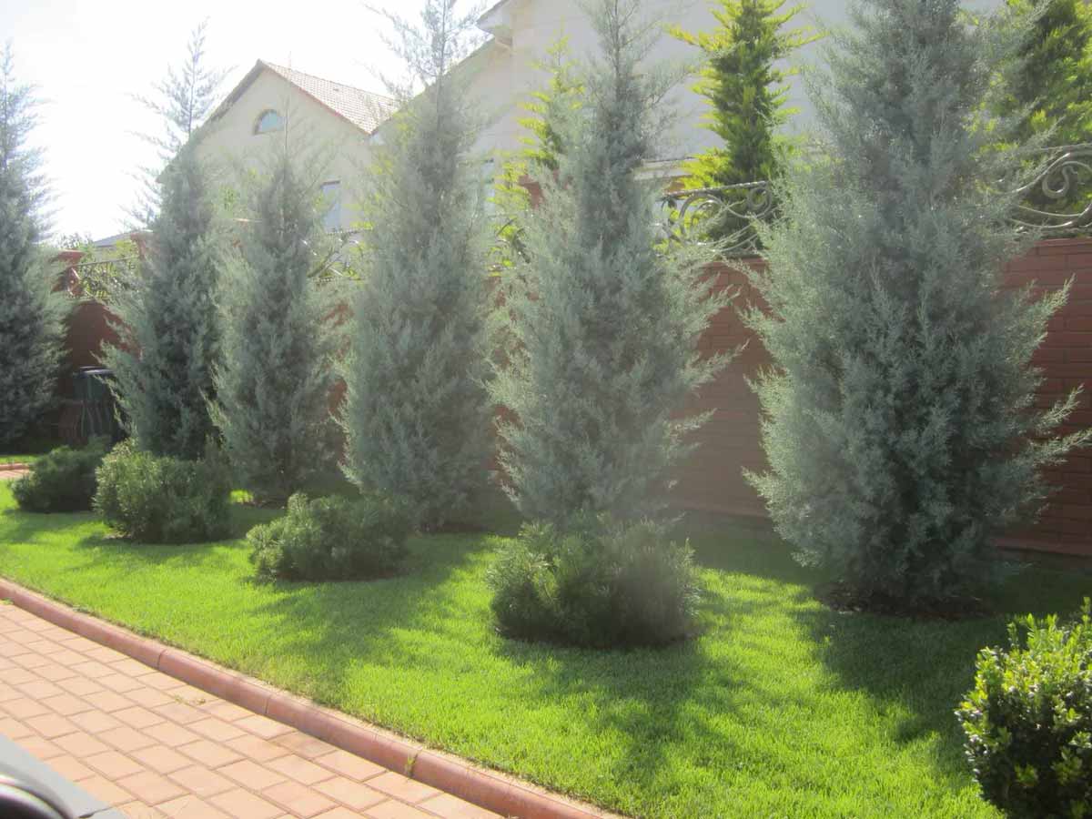Кипарис арізонський Cupressus arizonica Кипарис арізонський Cupressus arizonica - Зображення 2