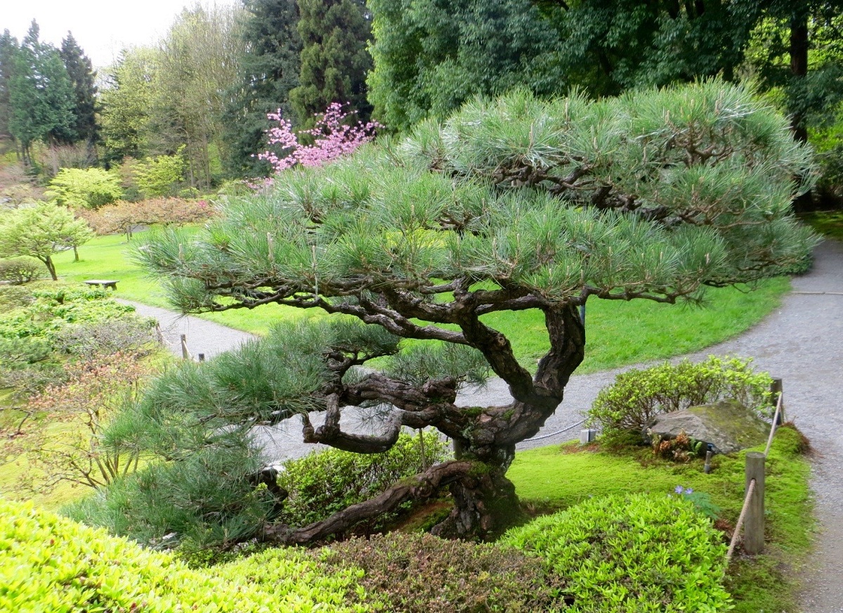 БОНСАЙ! Сосна табуліформіс Pinus tabuliformis БОНСАЙ! Сосна табуліформіс Pinus tabuliformis