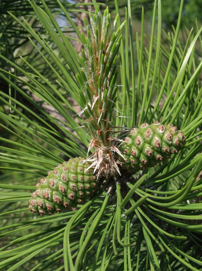 БОНСАЙ! Сосна табуліформіс Pinus tabuliformis БОНСАЙ! Сосна табуліформіс Pinus tabuliformis - Зображення 3