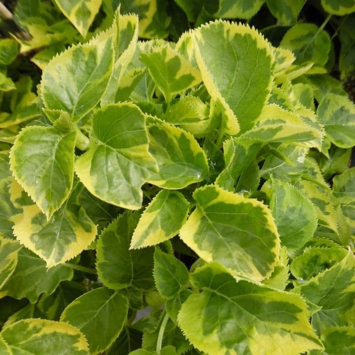 Гортензія черешкова Петіоларіс Мірранда Hydrangea anomala subsp. Petiolaris Mirranda Гортензія черешкова Петіоларіс Мірранда Hydrangea anomala subsp. Petiolaris Mirranda