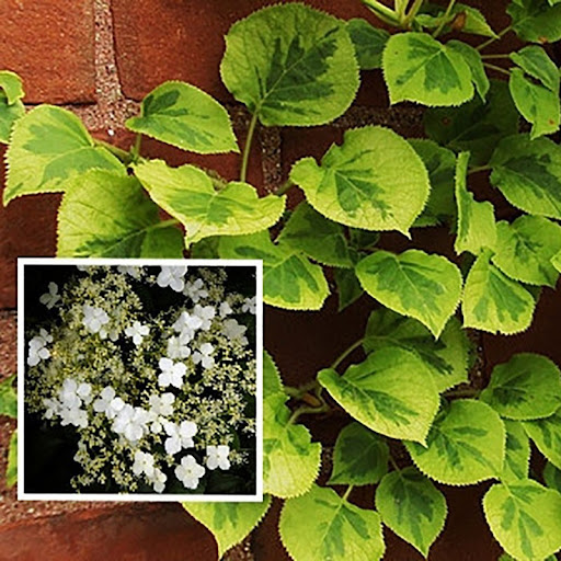 Гортензія черешкова Петіоларіс Мірранда Hydrangea anomala subsp. Petiolaris Mirranda Гортензія черешкова Петіоларіс Мірранда Hydrangea anomala subsp. Petiolaris Mirranda - Зображення 3