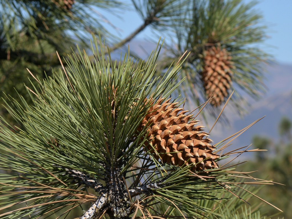 Сосна культера Культера Pinus coulteri Сосна культера Культера Pinus coulteri