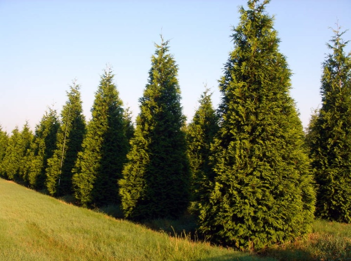 Туя складчата Мартін Thuja plicata Martin Туя складчата Мартін Thuja plicata Martin