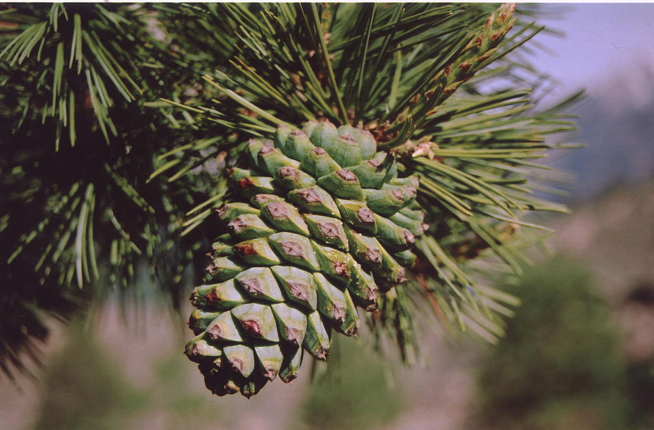 Їстівна кедрова сосна Джерарда Pinus gerardiana Їстівна кедрова сосна Джерарда Pinus gerardiana - Зображення 2