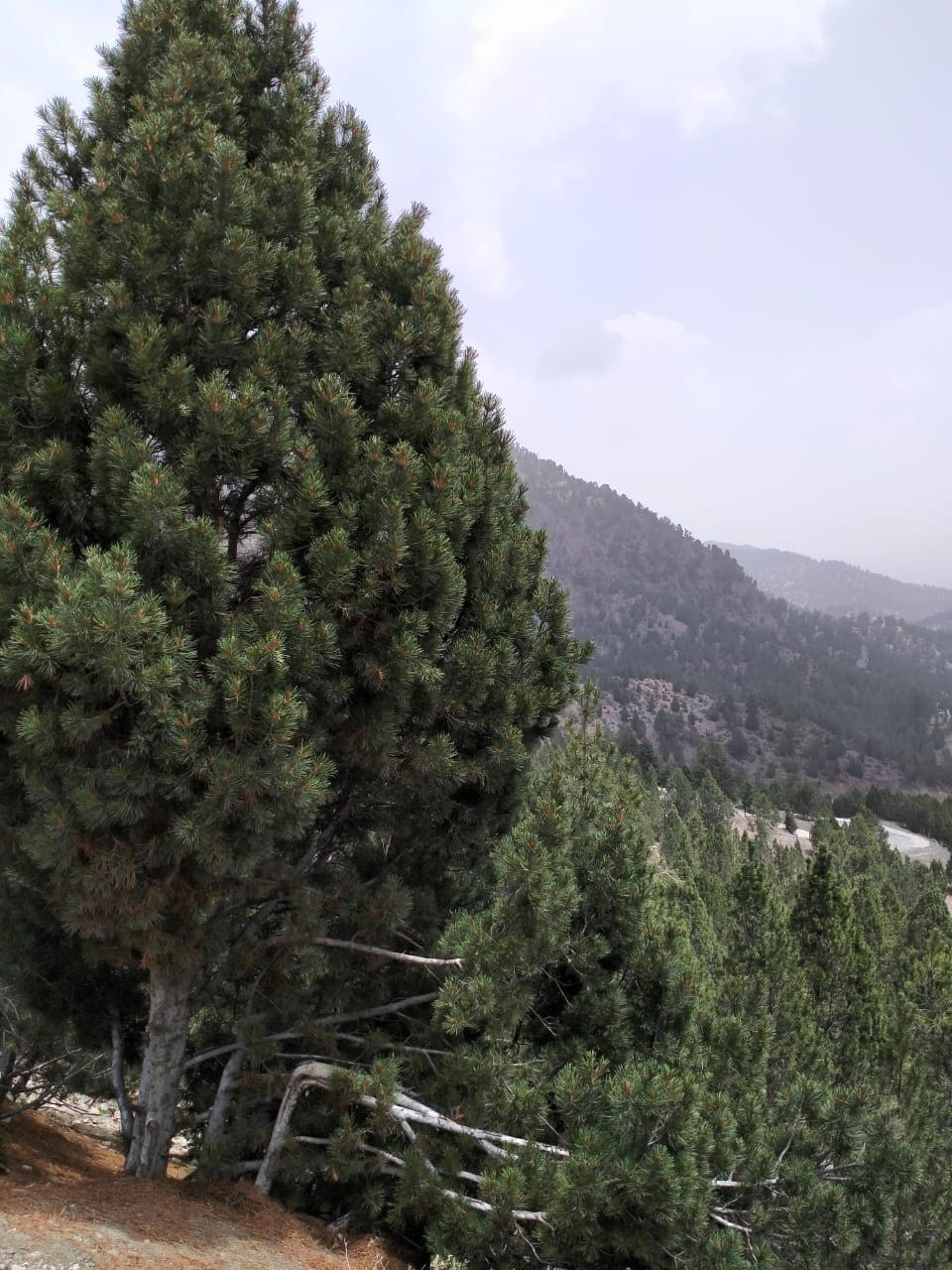 Їстівна кедрова сосна  Джерарда Pinus gerardiana