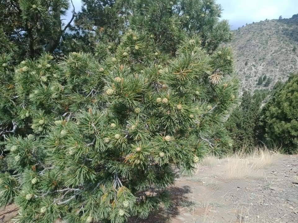 Їстівна кедрова сосна Джерарда Pinus gerardiana Їстівна кедрова сосна Джерарда Pinus gerardiana - Зображення 4