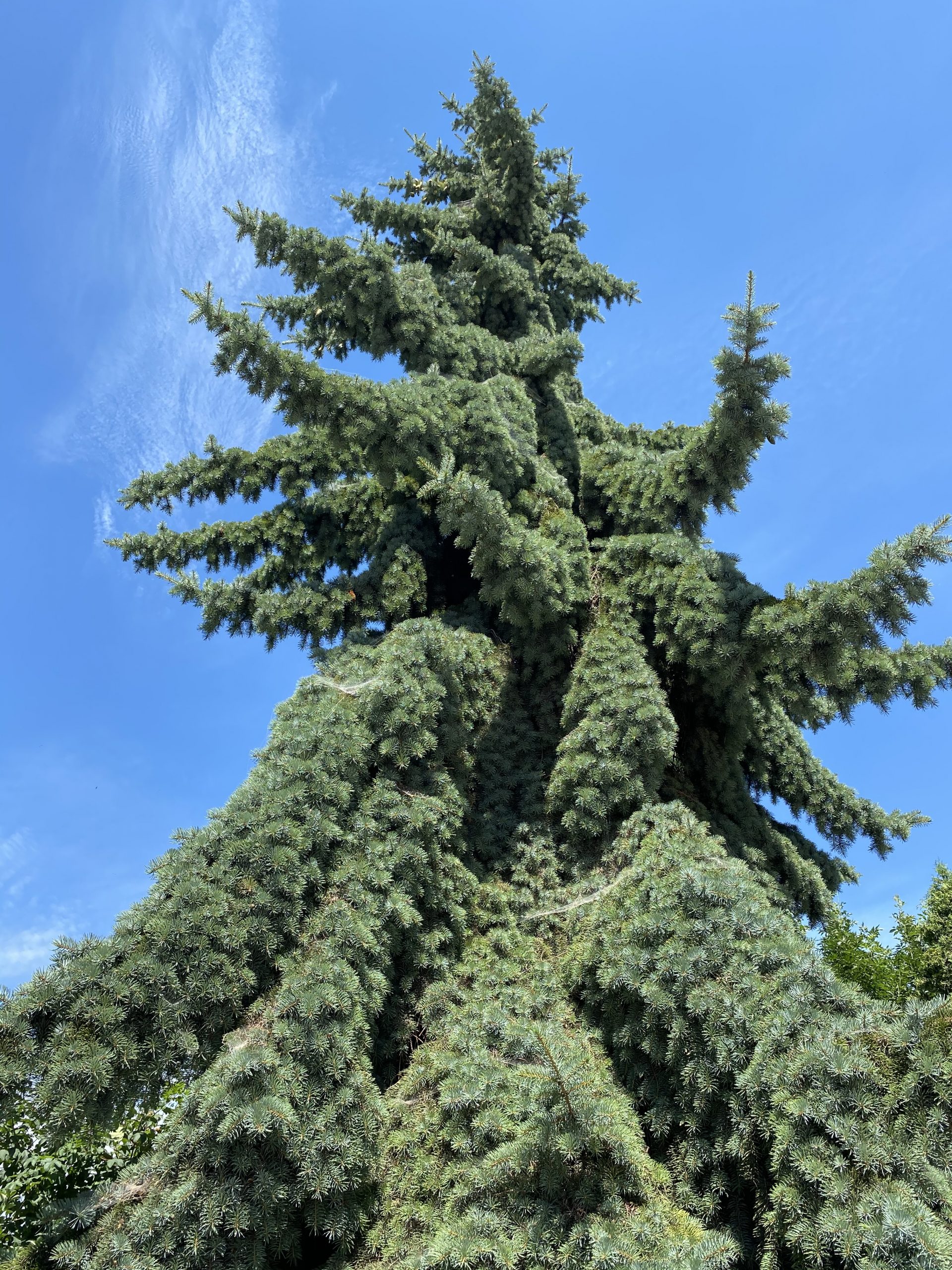 Ялина колюча блакитна “Горгана” Picea pungens glauca Gorgana Ялина колюча блакитна "Горгана" Picea pungens glauca Gorgana