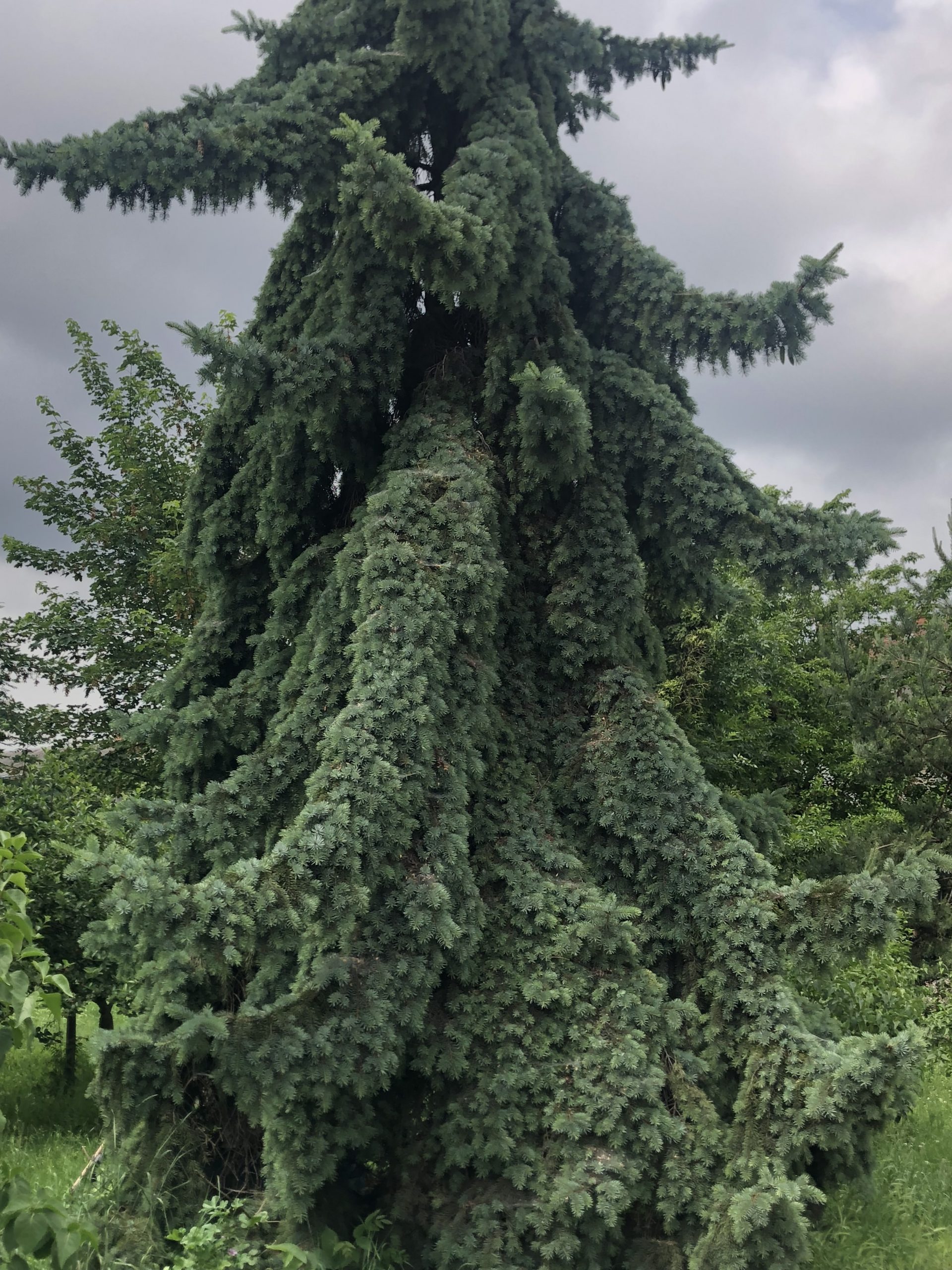 Ялина колюча блакитна “Горгана” Picea pungens glauca Gorgana Ялина колюча блакитна "Горгана" Picea pungens glauca Gorgana - Зображення 4