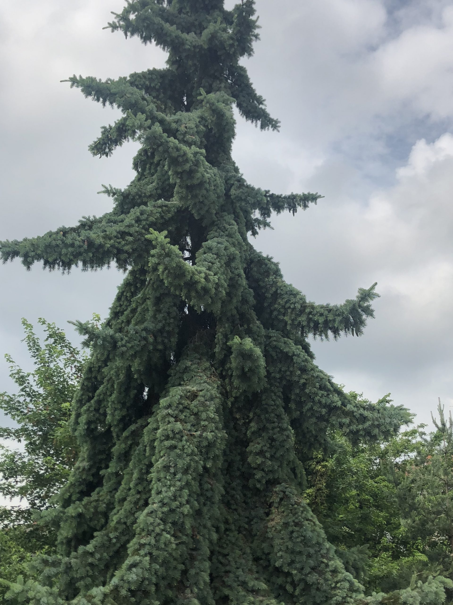 Ялина колюча блакитна “Горгана” Picea pungens glauca Gorgana Ялина колюча блакитна "Горгана" Picea pungens glauca Gorgana - Зображення 3