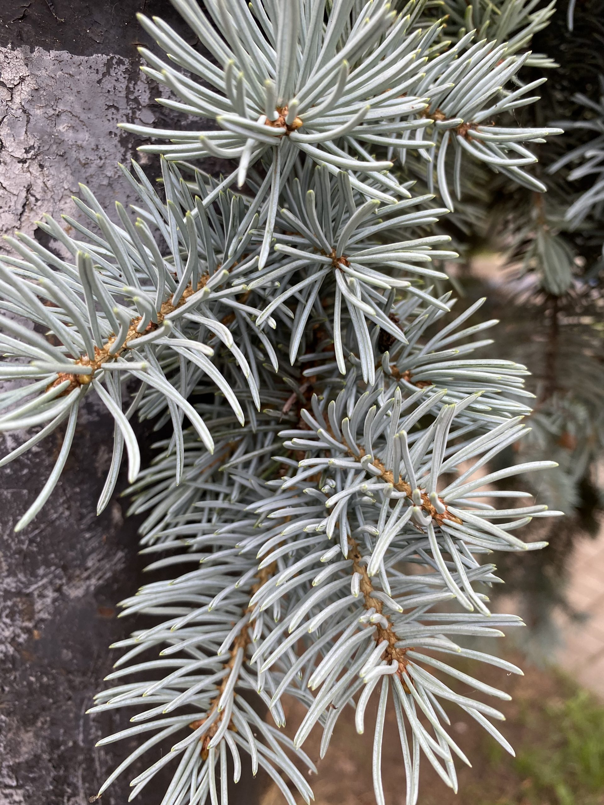 Ялина колюча блакитна “Горгана” Picea pungens glauca Gorgana Ялина колюча блакитна "Горгана" Picea pungens glauca Gorgana - Зображення 2