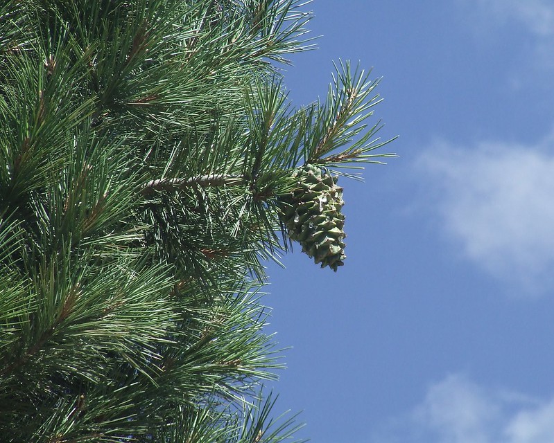Їстівна кедрова сосна Джерарда Pinus gerardiana Їстівна кедрова сосна Джерарда Pinus gerardiana - Зображення 8