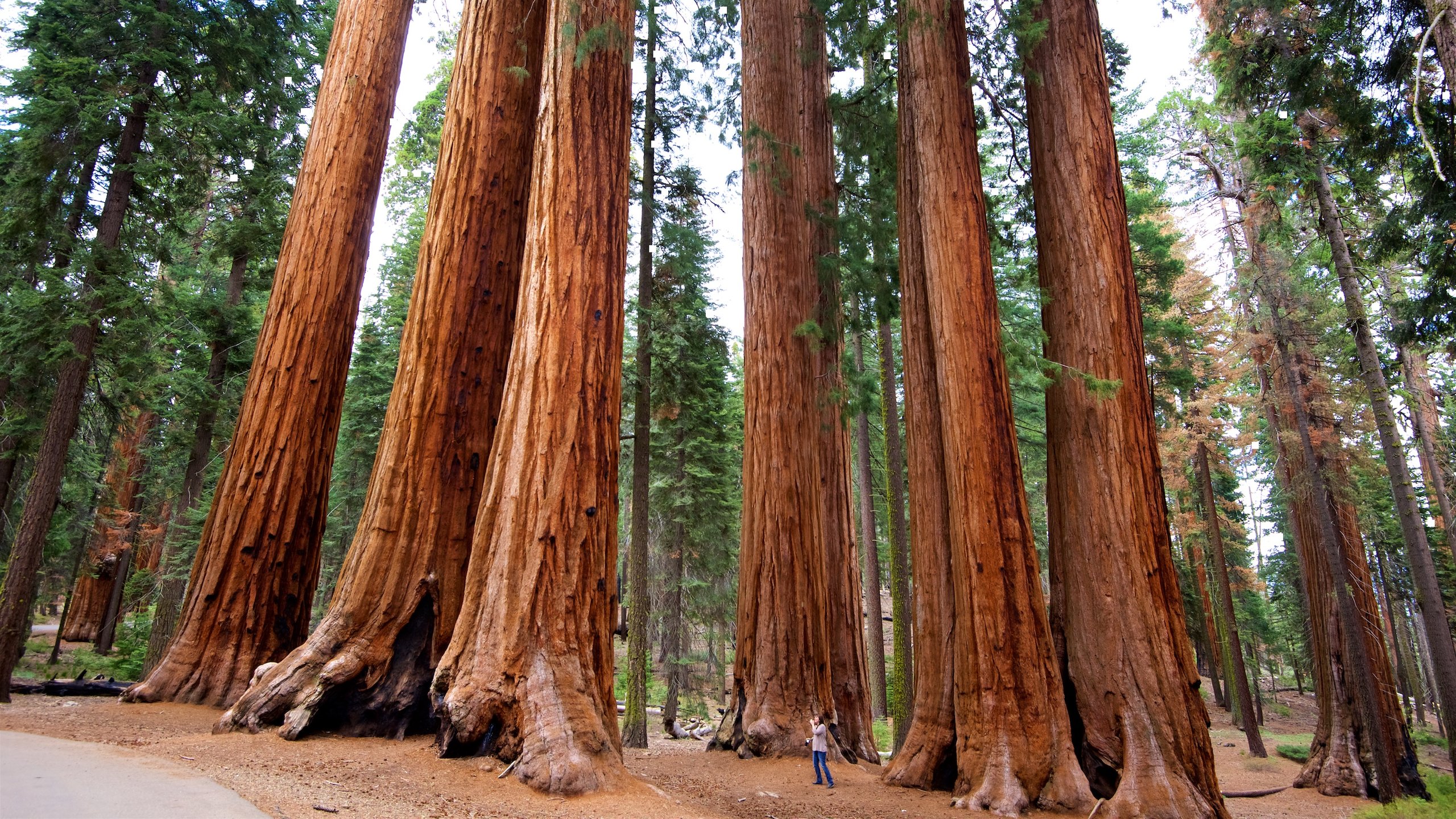 Секвоя Sequoia Секвоя Sequoia