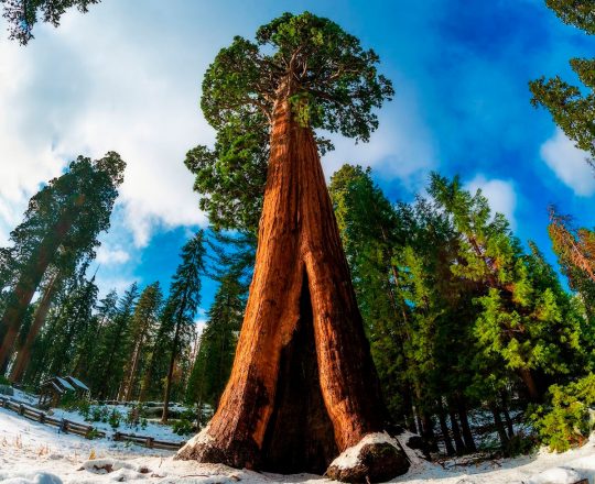 Секвоядендрон гігантський SEQUOIADENDRON GIGANTEUM