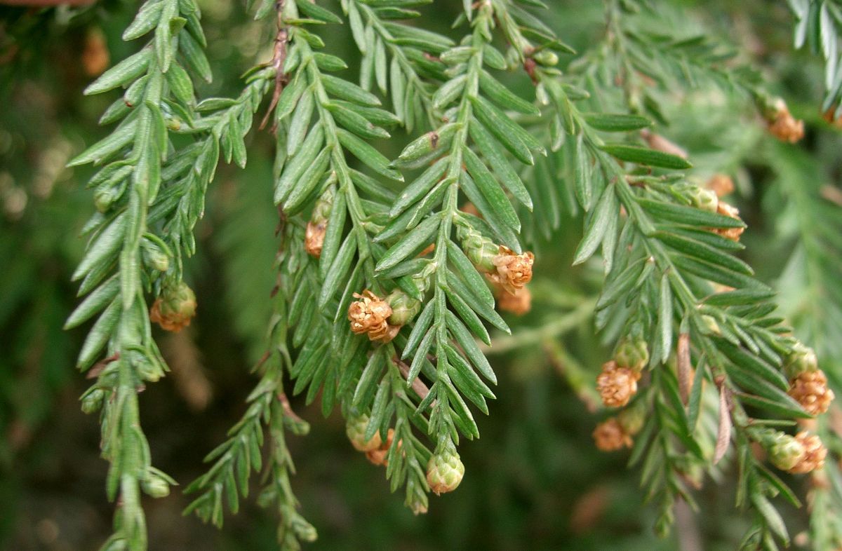 Секвоя Sequoia Секвоя Sequoia - Зображення 3