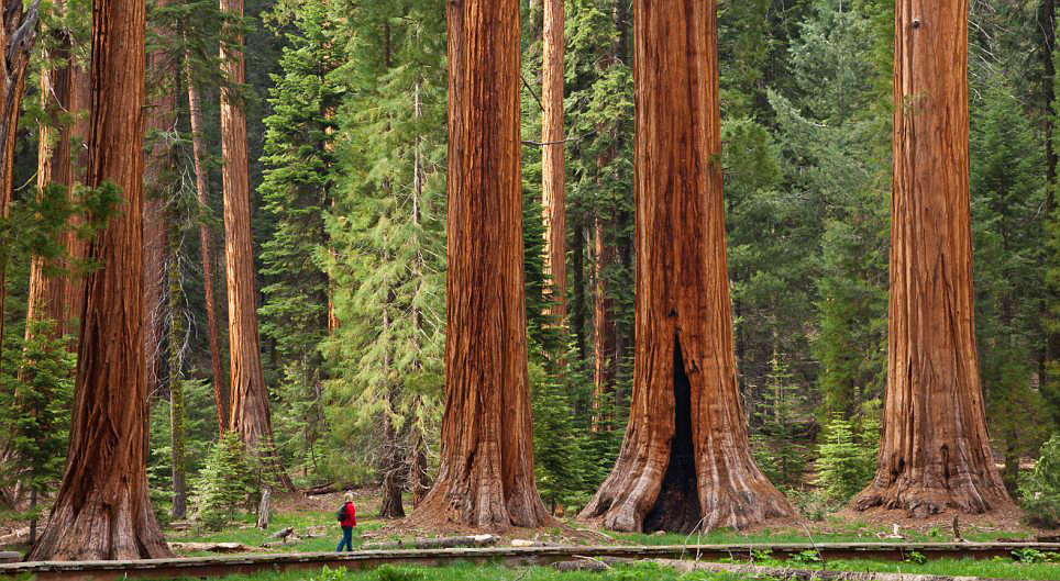 Секвоя Sequoia Секвоя Sequoia - Зображення 2