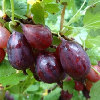 Агрус Самурай Агрус Самурай