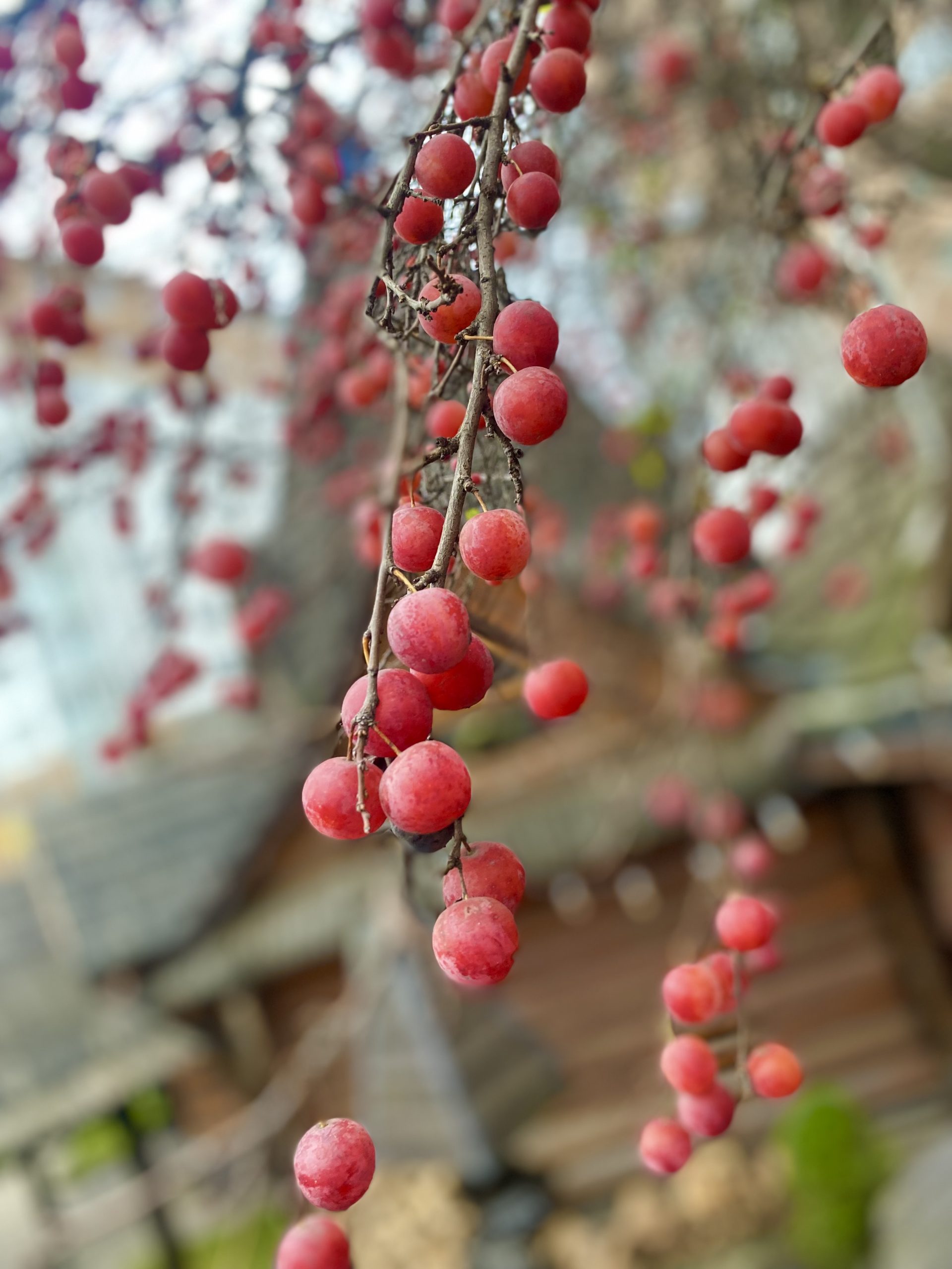 Зимова алича”Водограй” Prunus cerasifera Vodogray Зимова алича"Водограй" Prunus cerasifera Vodogray - Зображення 4