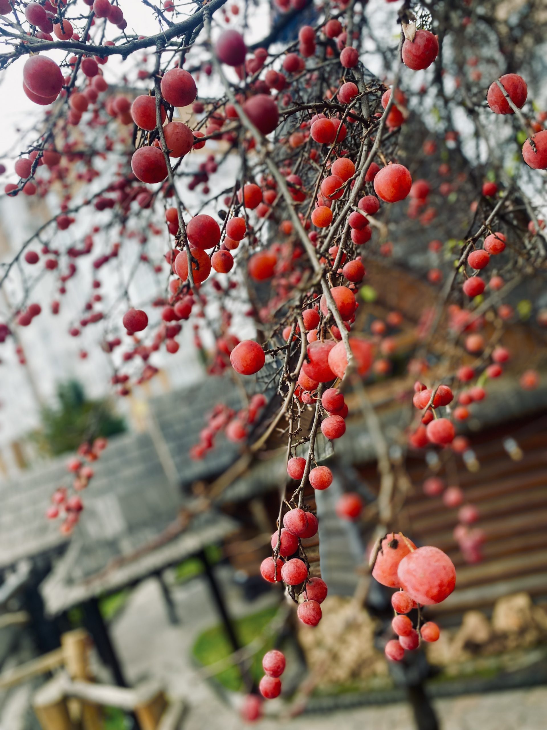 Зимова алича”Водограй” Prunus cerasifera Vodogray Зимова алича"Водограй" Prunus cerasifera Vodogray - Зображення 2