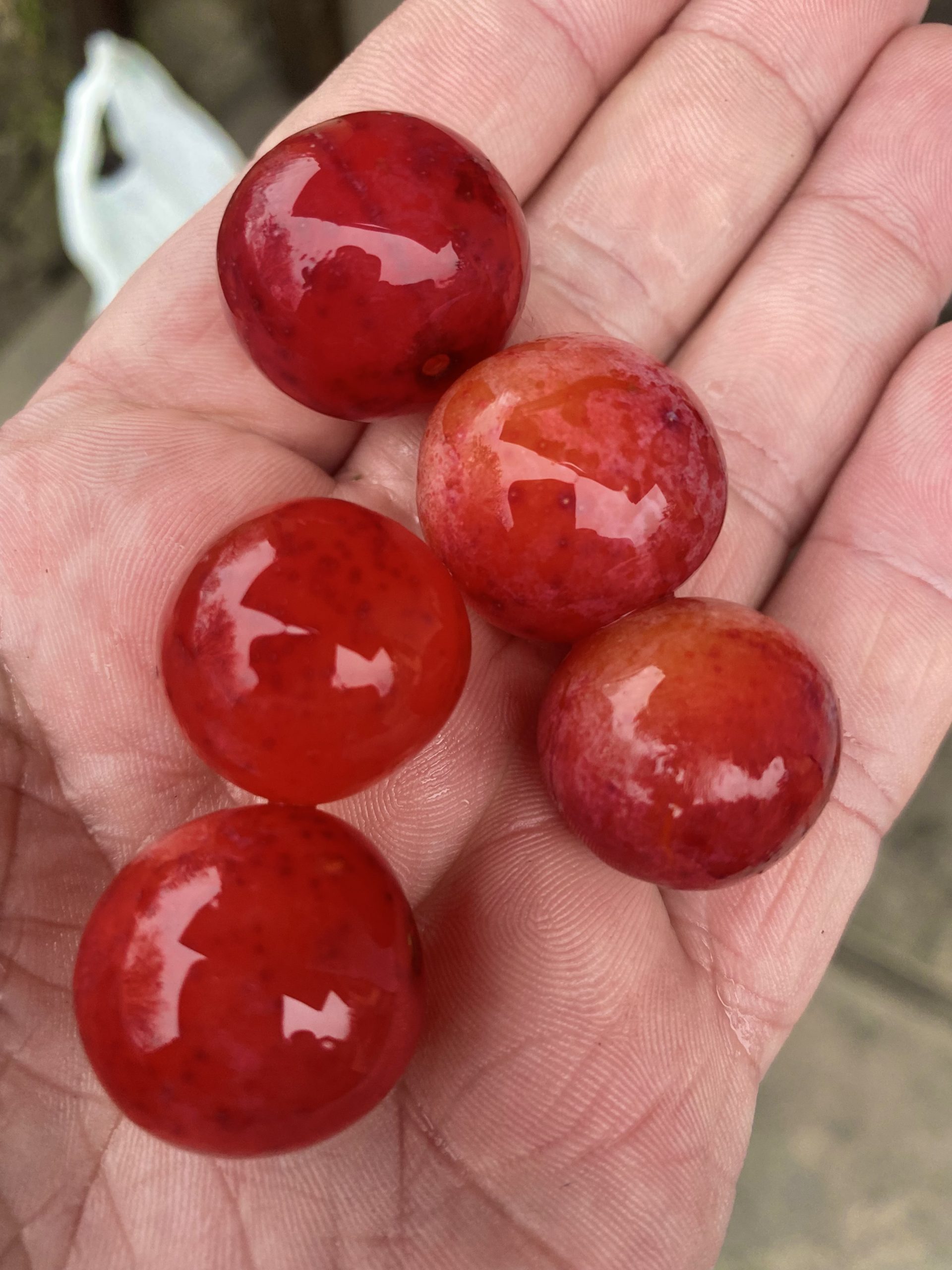 Зимова алича”Водограй” Prunus cerasifera Vodogray Зимова алича"Водограй" Prunus cerasifera Vodogray