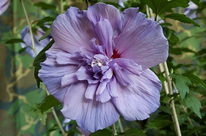 Гібіскус сирійський Блю Шифон Hibiscus syriacus Blue Chiffon Гібіскус сирійський Блю Шифон Hibiscus syriacus Blue Chiffon