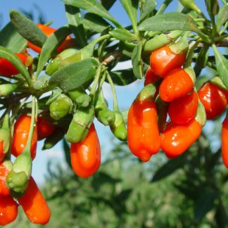 Годжі Нью Біг Lycium barbarum New Big Годжі Нью Біг Lycium barbarum New Big