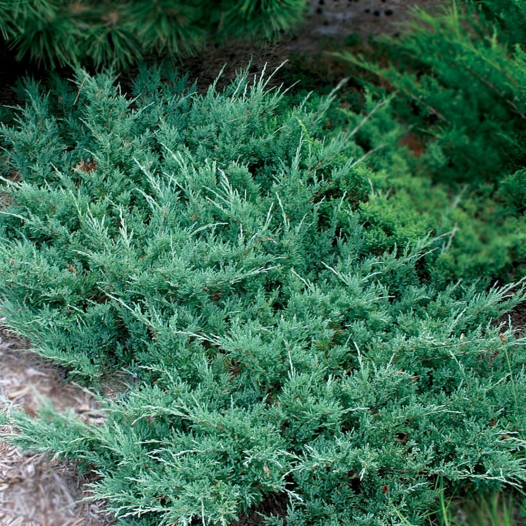 Ялівець горизонтальний ‘Хюз’ Juniperus horizontalis ‘Hughes’ Ялівець горизонтальний 'Хюз' Juniperus horizontalis 'Hughes'