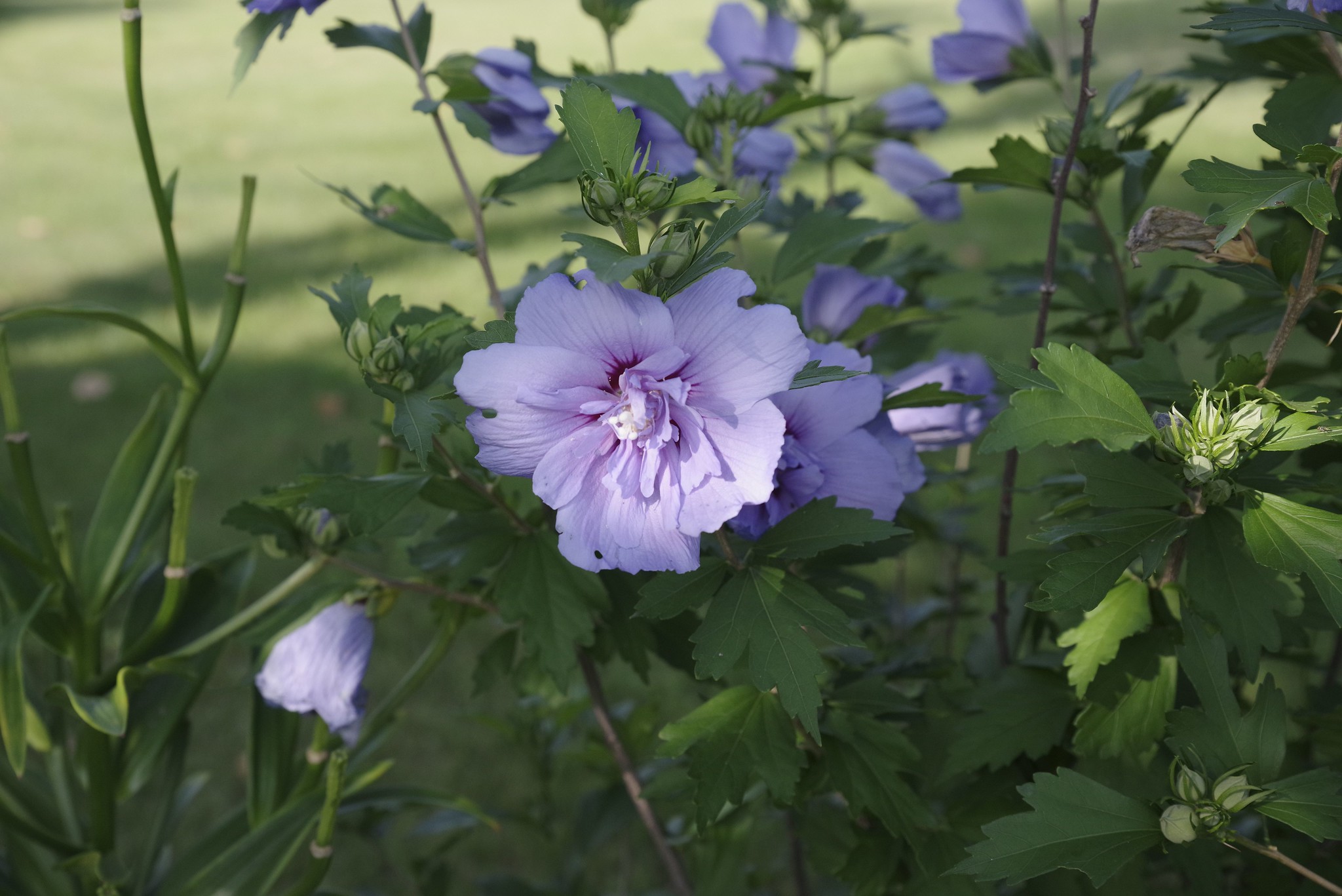 Гібіскус сирійський Блю Шифон Hibiscus syriacus Blue Chiffon Гібіскус сирійський Блю Шифон Hibiscus syriacus Blue Chiffon - Зображення 2