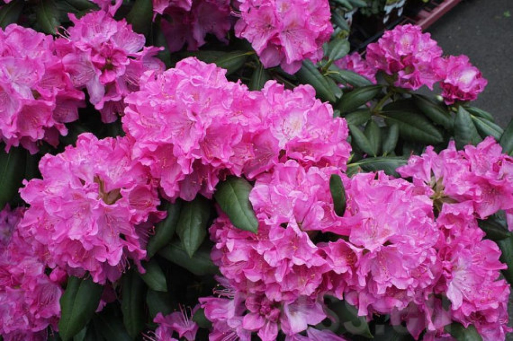 Рододендрон “Розеум Елеганс” Rhododendron ‘Roseum Elegans Рододендрон "Розеум Елеганс" Rhododendron 'Roseum Elegans