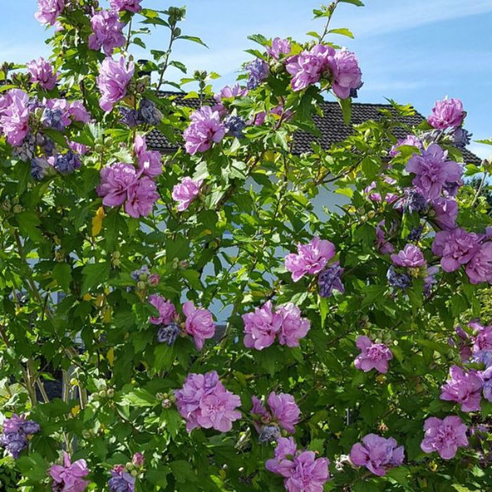 Гібіскус сирійський Арденс Ardens Гібіскус сирійський Арденс Ardens - Зображення 2