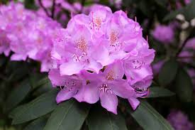 Рододендрон “Розеум Елеганс” Rhododendron ‘Roseum Elegans Рододендрон "Розеум Елеганс" Rhododendron 'Roseum Elegans - Зображення 2