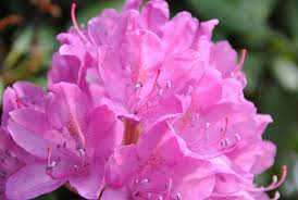 Рододендрон “Розеум Елеганс” Rhododendron ‘Roseum Elegans Рододендрон "Розеум Елеганс" Rhododendron 'Roseum Elegans - Зображення 3