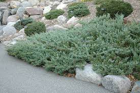 Ялівець горизонтальний ‘Хюз’ Juniperus horizontalis ‘Hughes’ Ялівець горизонтальний 'Хюз' Juniperus horizontalis 'Hughes' - Зображення 2