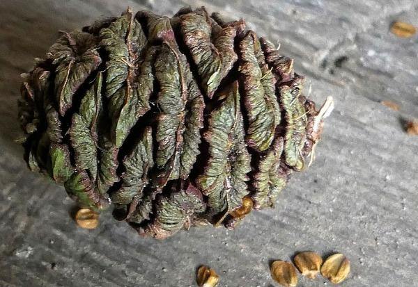 Насіння.Секвоядендрон гігантський SEQUOIADENDRON GIGANTEUM ціна за 100 насінин Насіння.Секвоядендрон гігантський SEQUOIADENDRON GIGANTEUM ціна за 100 насінин