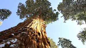 Насіння.Секвоядендрон гігантський SEQUOIADENDRON GIGANTEUM ціна за 100 насінин Насіння.Секвоядендрон гігантський SEQUOIADENDRON GIGANTEUM ціна за 100 насінин - Зображення 2