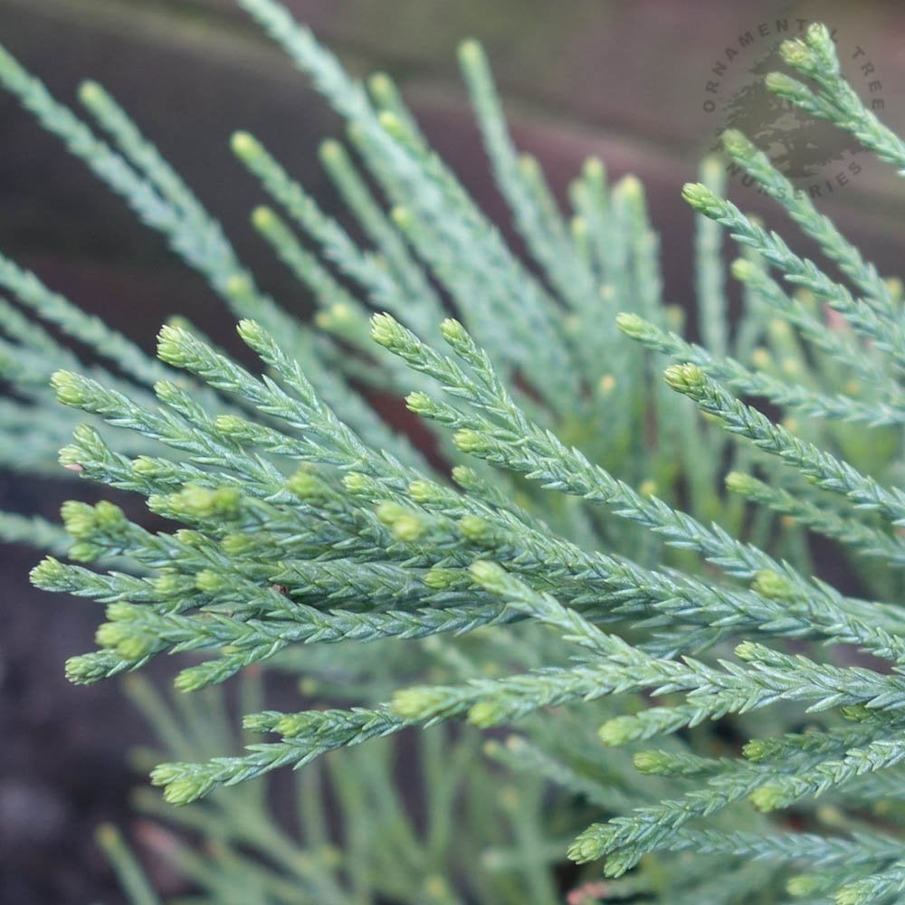 Насіння.Секвоядендрон гігантський SEQUOIADENDRON GIGANTEUM ціна за 100 насінин Насіння.Секвоядендрон гігантський SEQUOIADENDRON GIGANTEUM ціна за 100 насінин - Зображення 3