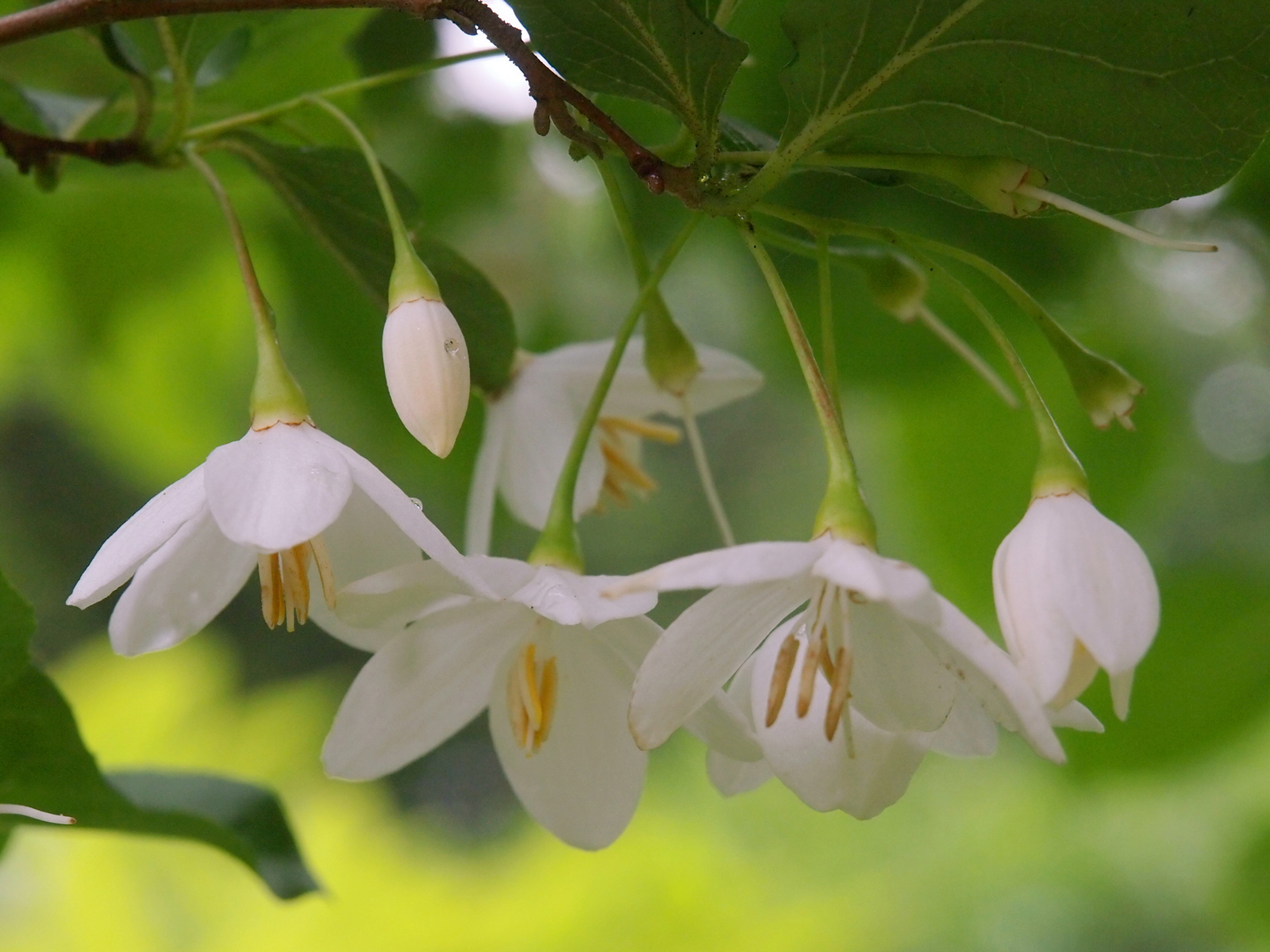 Насіння. Стиракс японський Styrax japonica ціна за 20 насінин Насіння. Стиракс японський Styrax japonica ціна за 20 насінин - Зображення 2