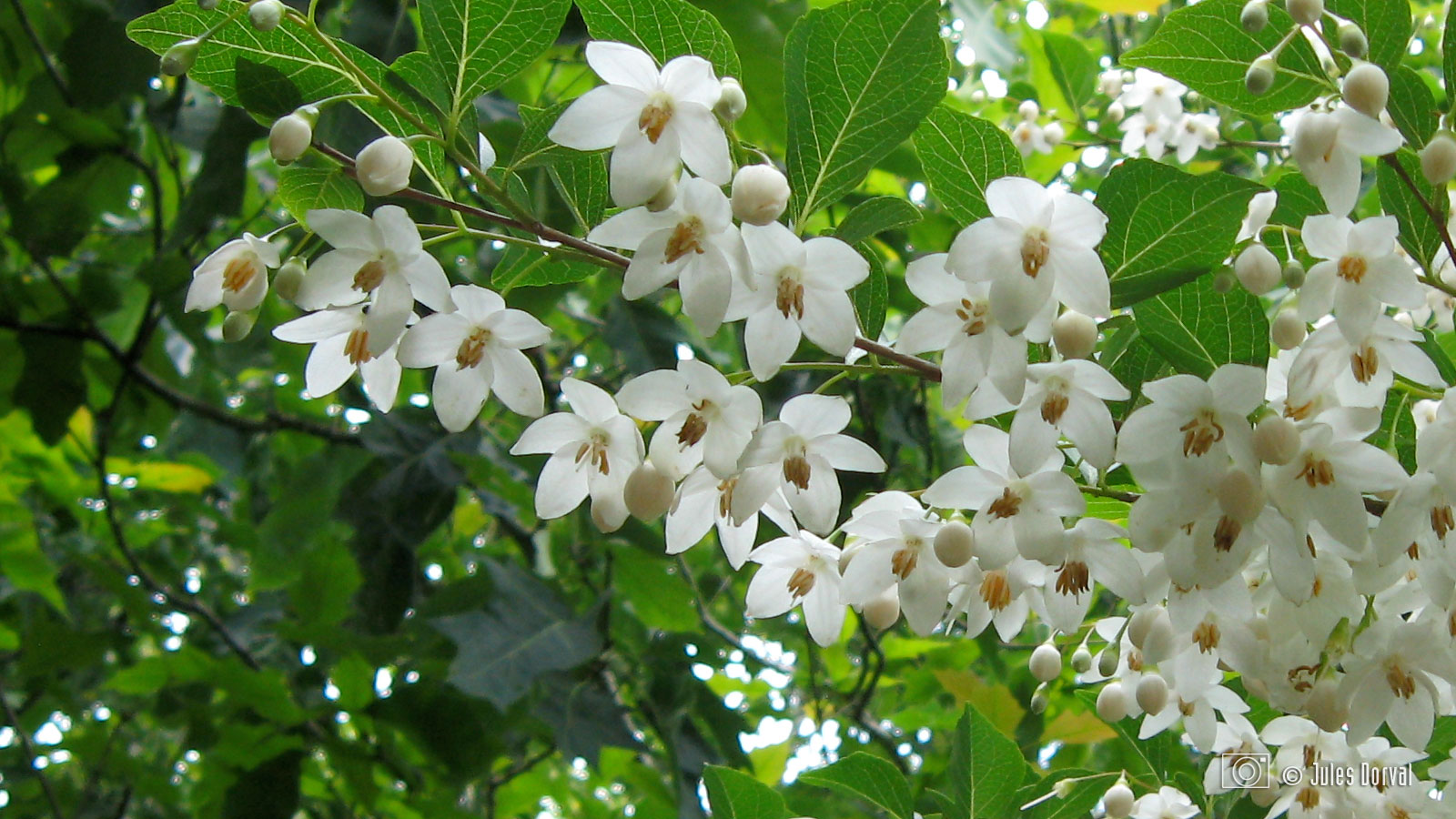 Насіння. Стиракс японський Styrax japonica ціна за 20 насінин Насіння. Стиракс японський Styrax japonica ціна за 20 насінин
