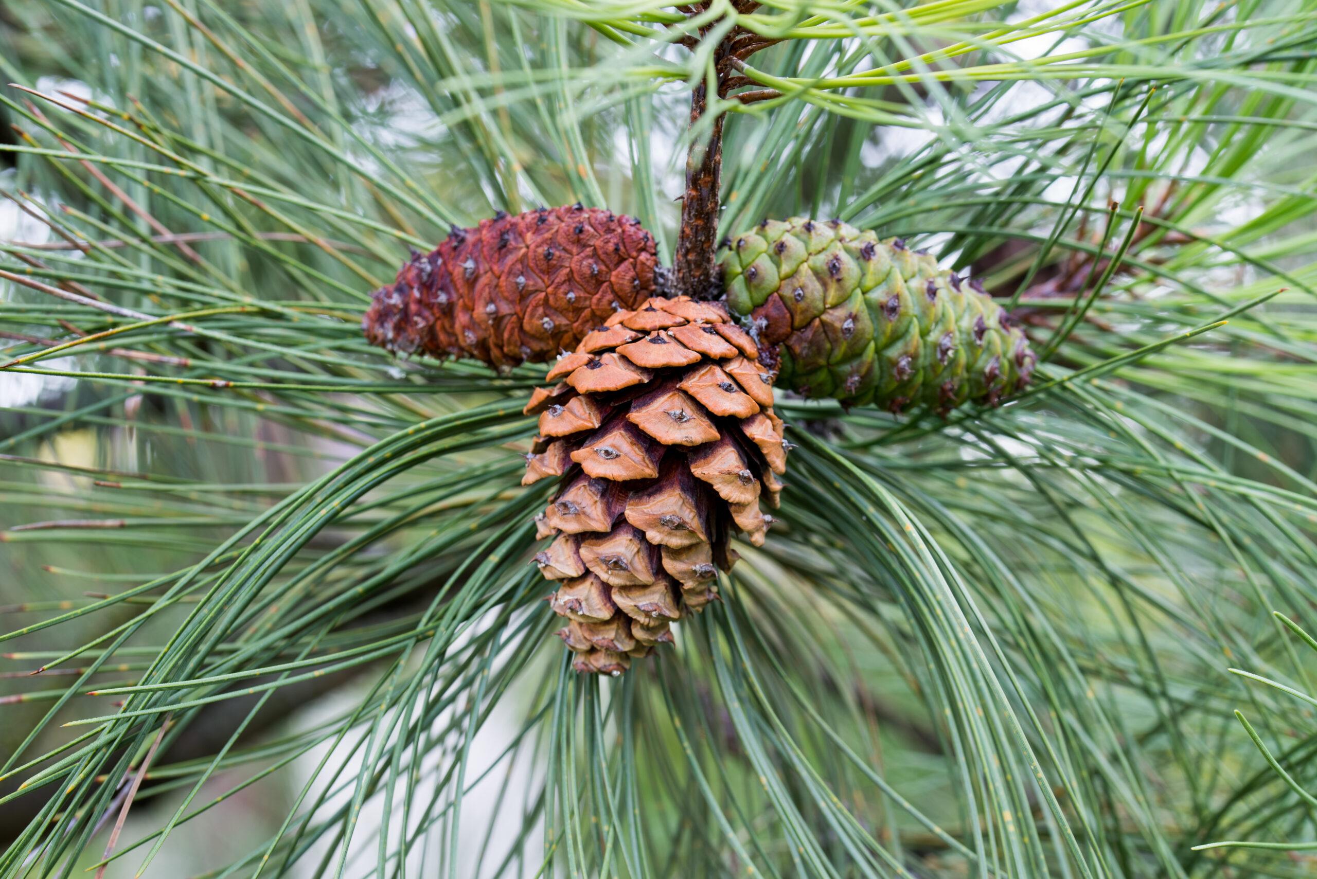 Шишки сосни пондероза cone pinus ponderosa Шишки сосни пондероза cone pinus ponderosa - Зображення 2