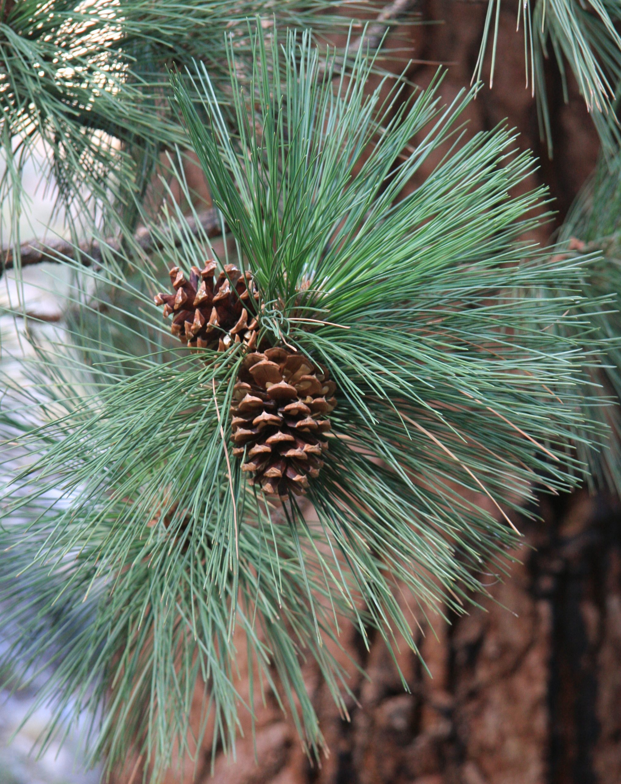 Шишки сосни пондероза cone pinus ponderosa Шишки сосни пондероза cone pinus ponderosa - Зображення 3