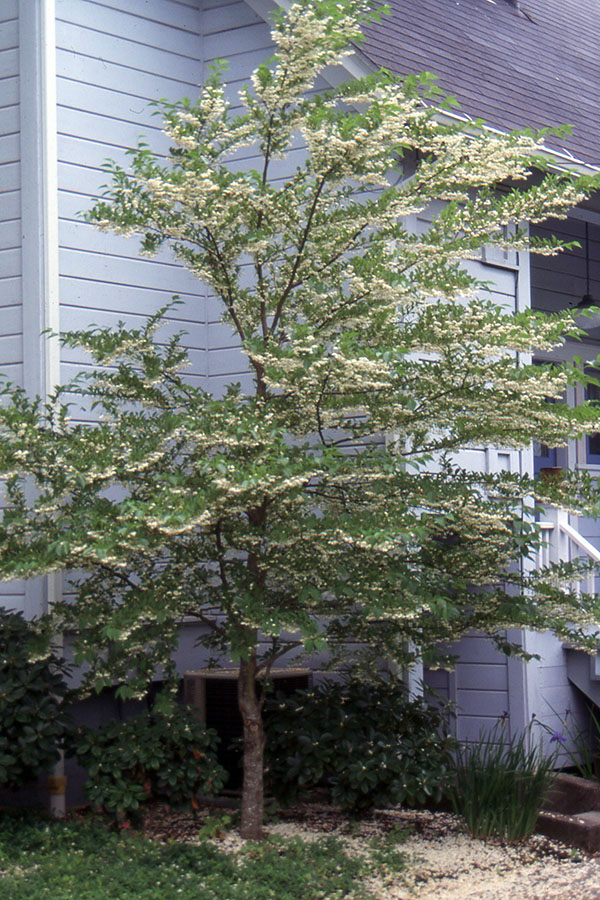 Насіння. Стиракс японський Styrax japonica ціна за 20 насінин Насіння. Стиракс японський Styrax japonica ціна за 20 насінин - Зображення 3