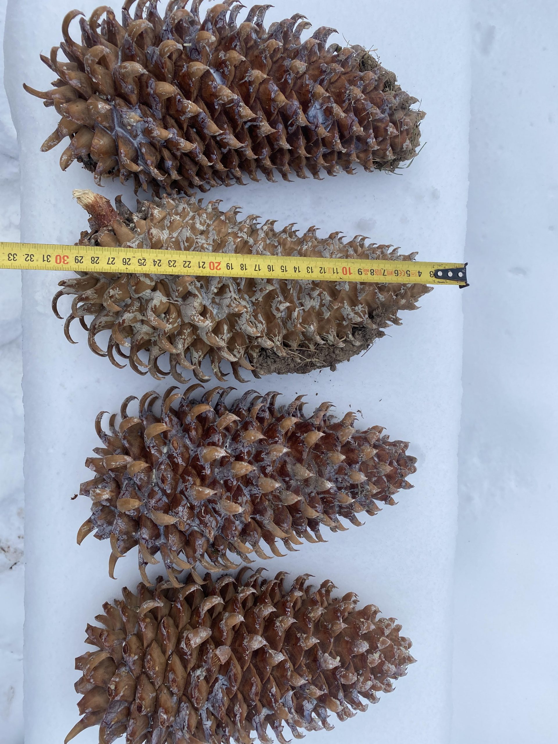 Насіння.Сосна культера Pinus сoulteri ціна за 10 насінин