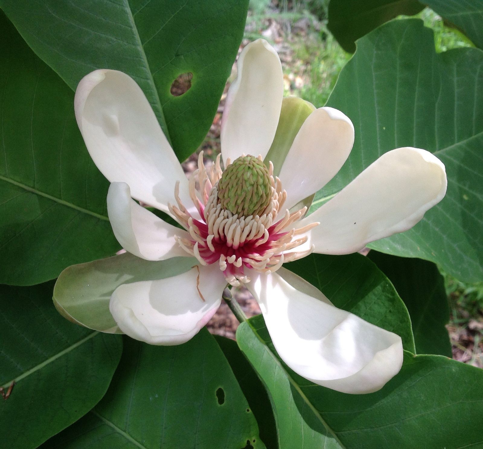 Магнолія лікарська Magnolia officinalis Магнолія лікарська Magnolia officinalis - Зображення 2